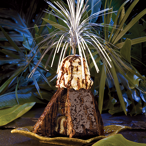 Rain Forest Desert