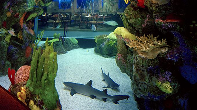 Franchise Curatorial Department