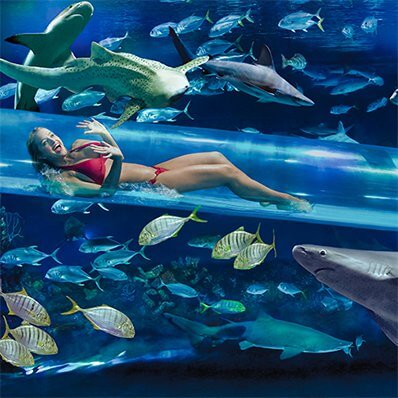 The Tank at The Golden Nugget Vegas