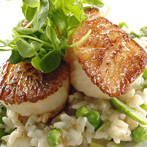 Seared Sacllops