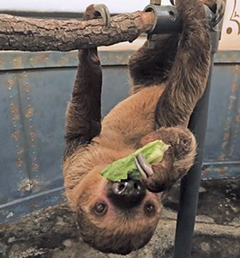 Aquarium Sloth Kemah Boardwalk